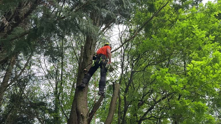 How Our Tree Care Process Works  in  Little Falls, MN