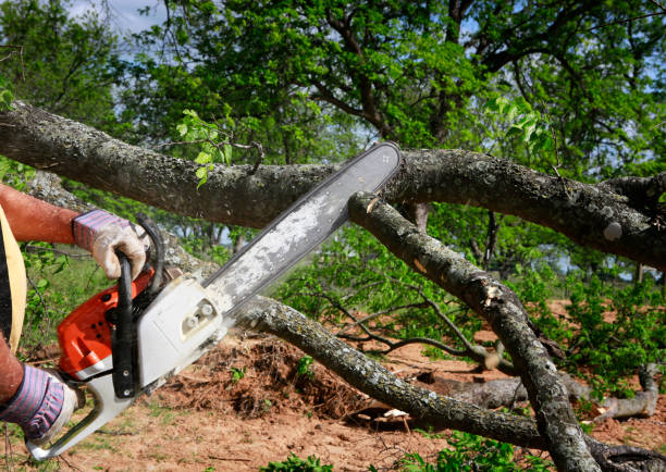 Little Falls, MN  Tree Services Company